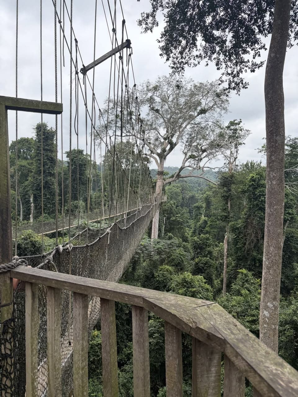 Wooden walkway leading into the dense Kakum rainforest