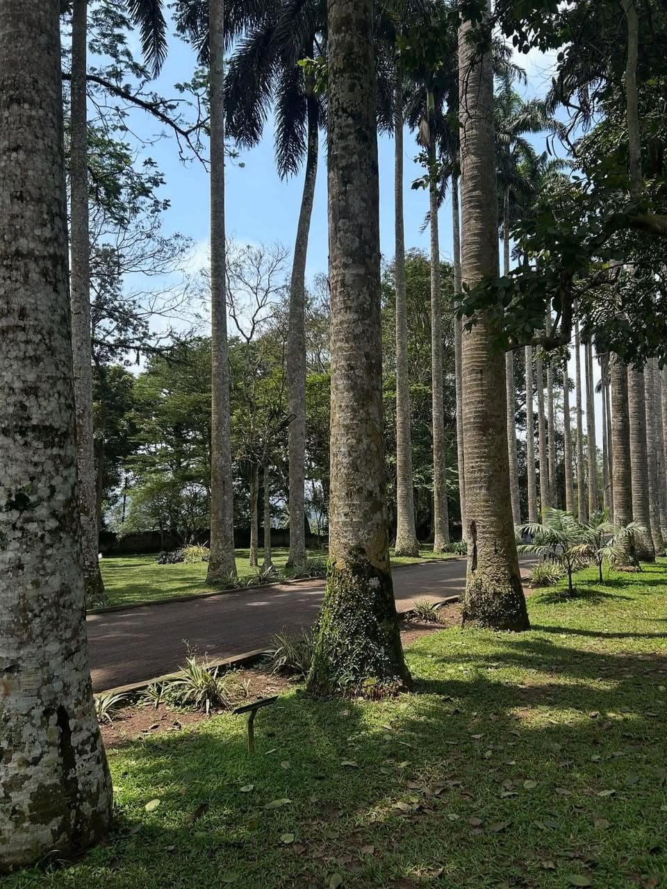 Ancient tropical trees lining the Aburi Gardens pathways