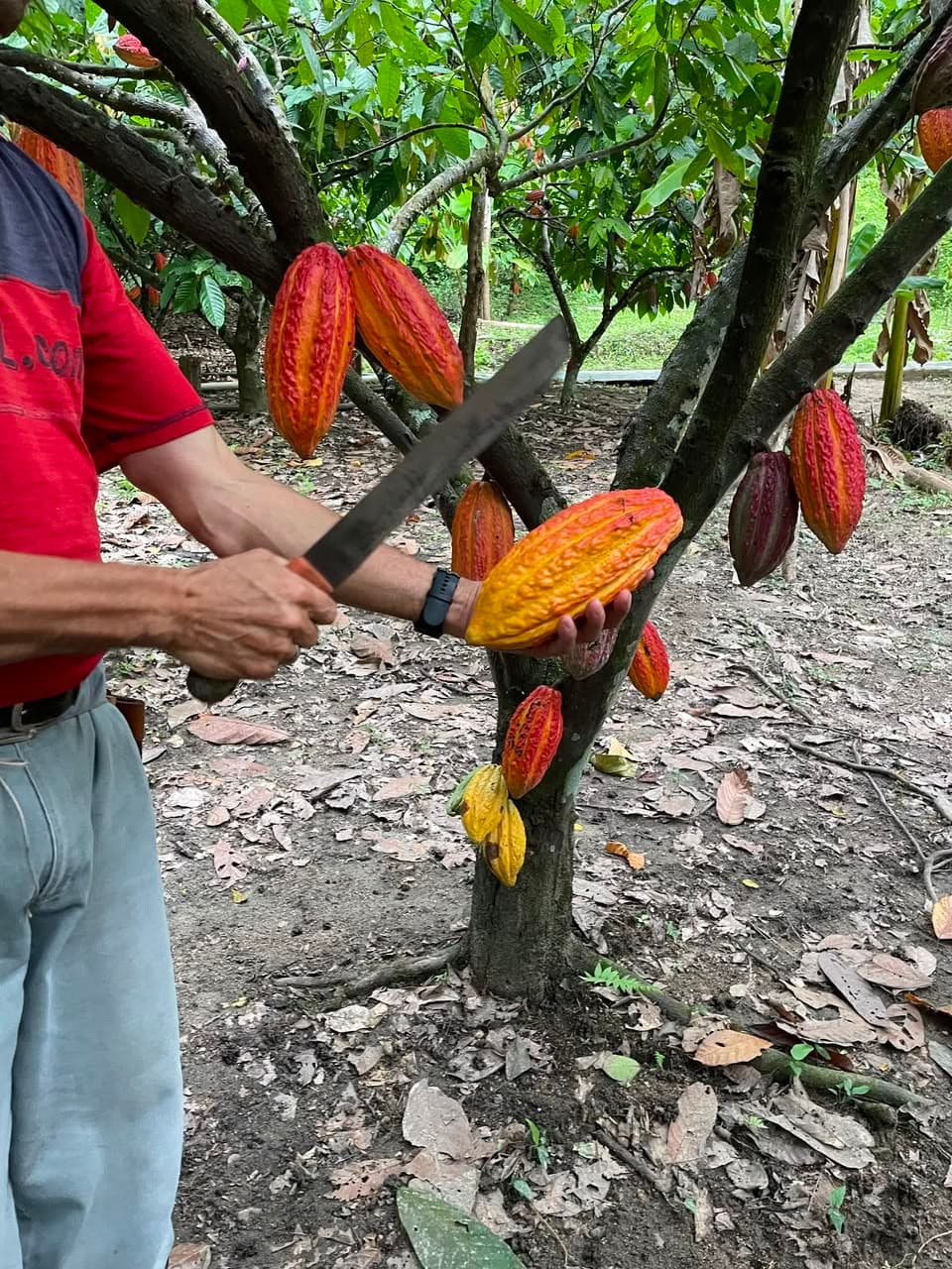 Cocoa and local produce at an Eastern Region market